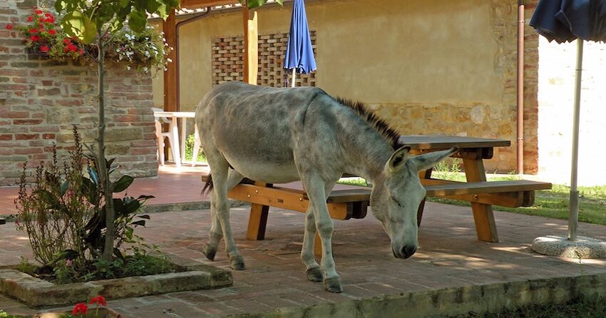 Villa Pelagaccio, utleie i Italia : Primatoscana